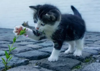 অভিধানে যুক্ত হলো ‘অতিরিক্ত কিউটনেস’ প্রকাশের নতুন শব্দ