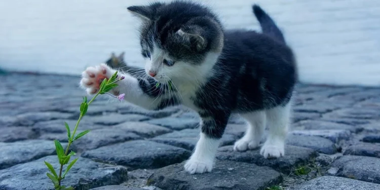 অভিধানে যুক্ত হলো ‘অতিরিক্ত কিউটনেস’ প্রকাশের নতুন শব্দ