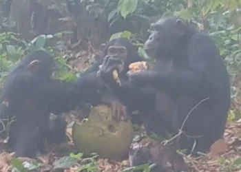 প্রাণীরাও পার্টি করে মদ খায়, মাতাল হয়