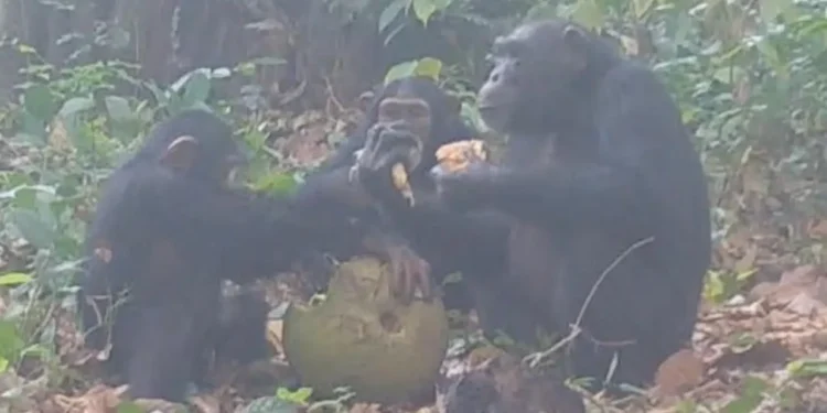 প্রাণীরাও পার্টি করে মদ খায়, মাতাল হয়