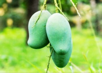 সঠিক সময় জেনেই খেতে হবে আম!