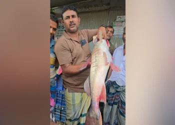 এক আইড় ৪৮ হাজারে বিক্রি