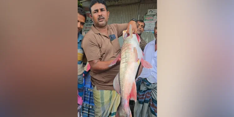 এক আইড় ৪৮ হাজারে বিক্রি