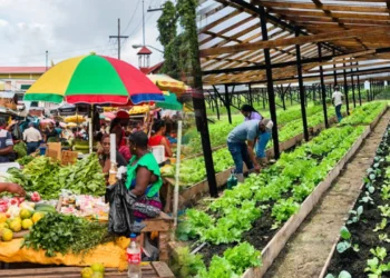 বিশ্বে ১৮৬ দেশের মধ্যে একমাত্র খাদ্যে স্বয়ংসম্পূর্ণ দেশ গায়ানা