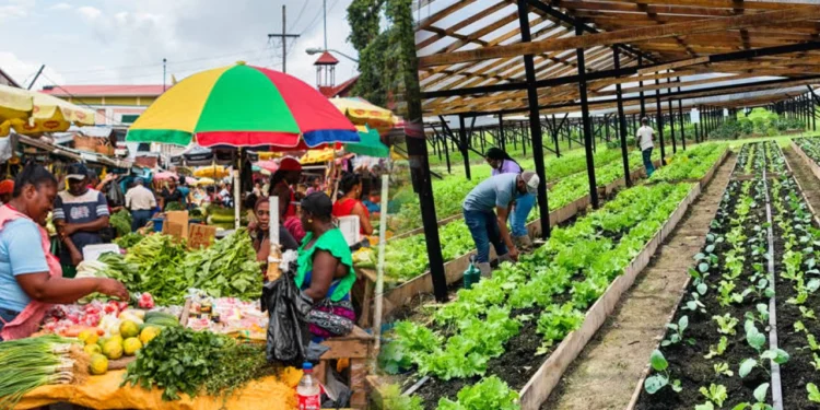 বিশ্বে ১৮৬ দেশের মধ্যে একমাত্র খাদ্যে স্বয়ংসম্পূর্ণ দেশ গায়ানা