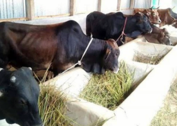 ঈদকে সামনে রেখে গরু মোটাতাজাকরণে ব্যস্ত খামারিরা