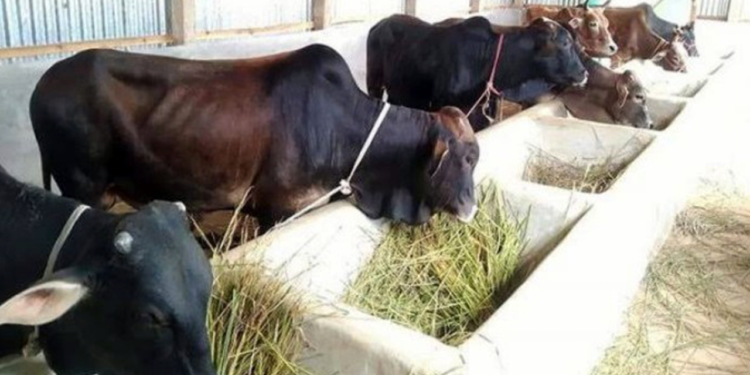 ঈদকে সামনে রেখে গরু মোটাতাজাকরণে ব্যস্ত খামারিরা