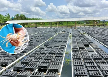 কপোতাক্ষ নদের কাঁকড়া রপ্তানি হচ্ছে ৪ দেশে