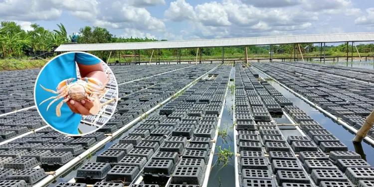 কপোতাক্ষ নদের কাঁকড়া রপ্তানি হচ্ছে ৪ দেশে