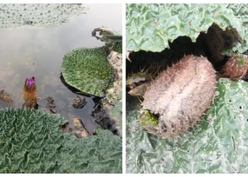 হারিয়ে যাচ্ছে সুস্বাদু মাখনা ফল