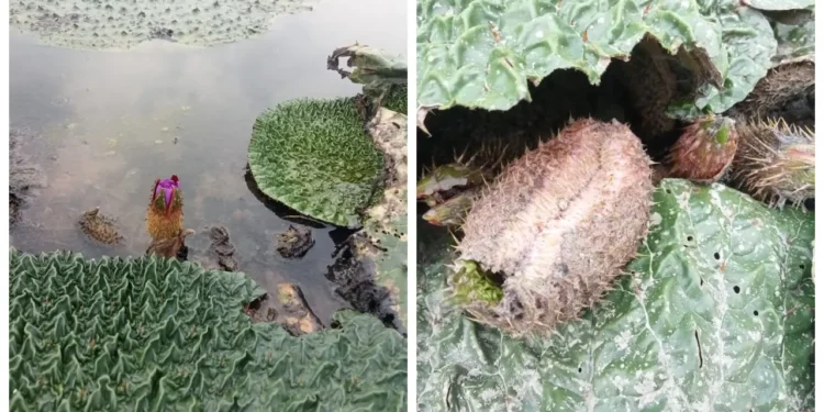 হারিয়ে যাচ্ছে সুস্বাদু মাখনা ফল