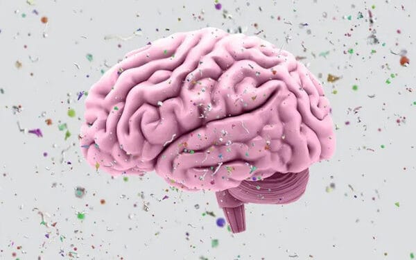 মানুষের মস্তিষ্কেও জমছে মাইক্রোপ্লাস্টিক