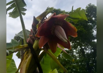 এক কলাগাছে ৪০ মোচা