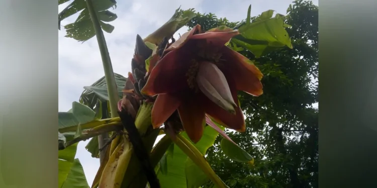 এক কলাগাছে ৪০ মোচা