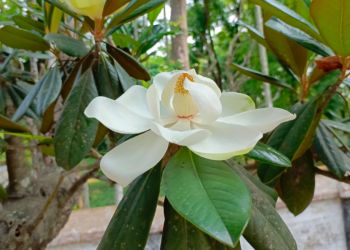 রবীন্দ্রনাথের সেই বিরল প্রজাতির ‘উদয়পদ্ম’ ফুটেছে টাঙ্গাইলে