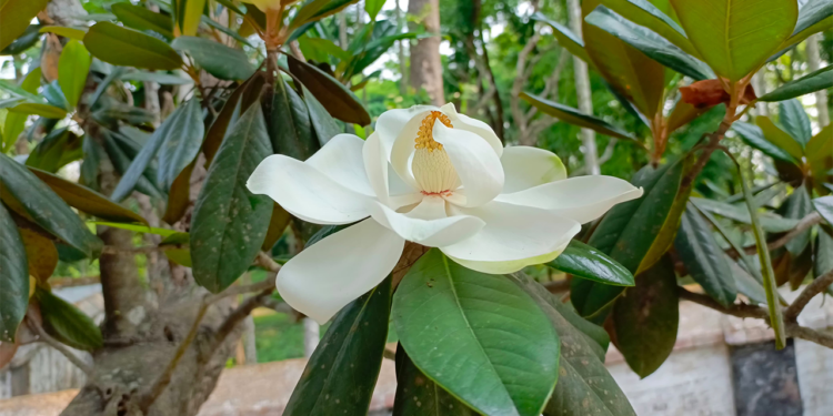 রবীন্দ্রনাথের সেই বিরল প্রজাতির ‘উদয়পদ্ম’ ফুটেছে টাঙ্গাইলে