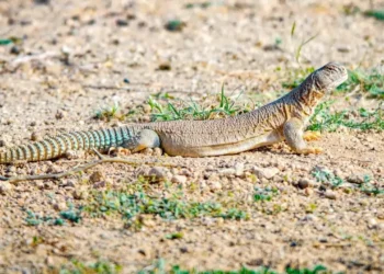 সান্ডা থেকে গাধা : মানুষের তামাশায় প্রাণীরাও আজ নিরাপদ নয়!