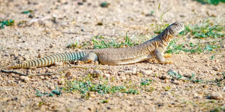 সান্ডা থেকে গাধা : মানুষের তামাশায় প্রাণীরাও আজ নিরাপদ নয়!