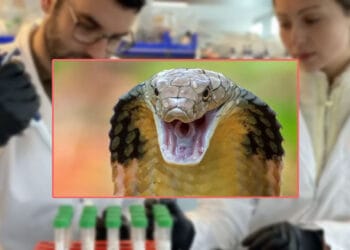 ২০০ বারের বেশি সাপের ছোবল খাওয়া ব্যক্তির রক্ত থেকে অ্যান্টিভেনম