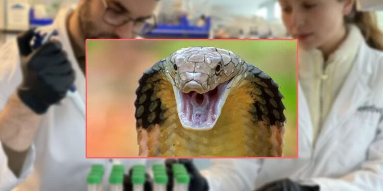 ২০০ বারের বেশি সাপের ছোবল খাওয়া ব্যক্তির রক্ত থেকে অ্যান্টিভেনম