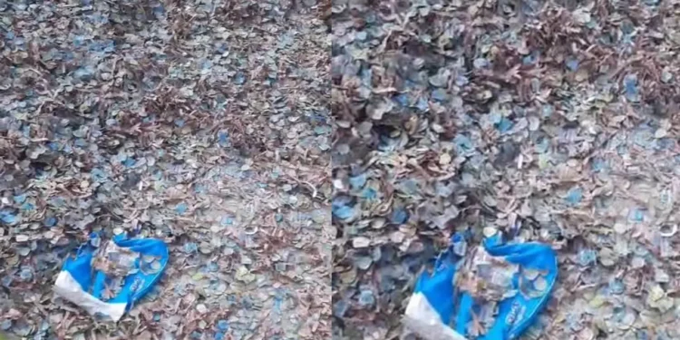 বরিশালের রাস্তায় উড়ছে টাকা আর টাকা