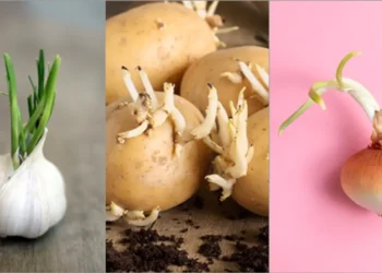 অঙ্কুরিত আলু, পেঁয়াজ ও রসুন খাওয়া কি নিরাপদ?