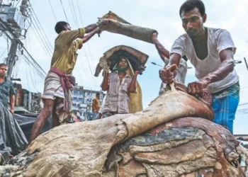 এবার লবণ ছাড়াই সংরক্ষণ করা যাবে পশুর চামড়া