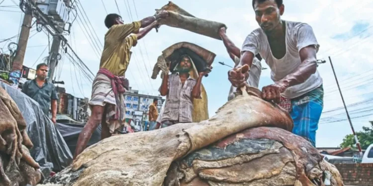 এবার লবণ ছাড়াই সংরক্ষণ করা যাবে পশুর চামড়া