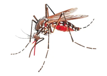 ঢাকার ১৩ ওয়ার্ড ডেঙ্গুর উচ্চঝুঁকিতে