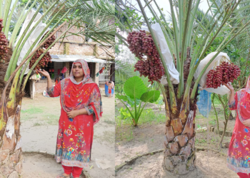 যশোরে সৌদি খেজুর উৎপাদনে সফল নারী উদ্যোক্তা