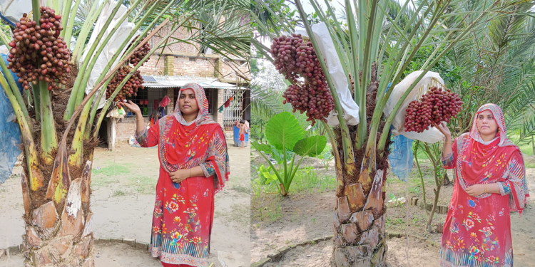 যশোরে সৌদি খেজুর উৎপাদনে সফল নারী উদ্যোক্তা