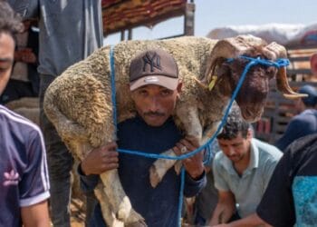 সরকারি আদেশ জারি, মরক্কোতে এবার কেউ কোরবানি দিতে পারবে না