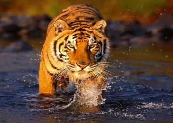 বিশ্ব বাঘ দিবস আজ