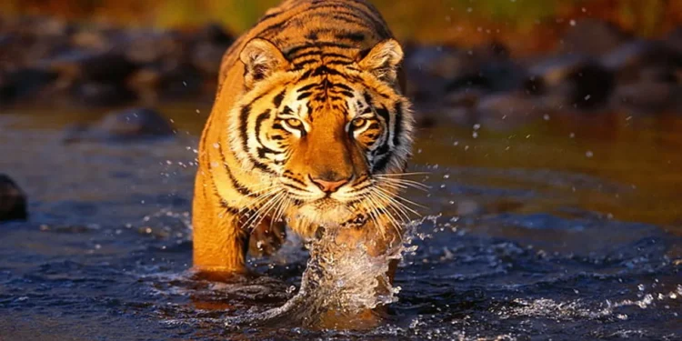 বিশ্ব বাঘ দিবস আজ