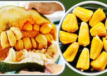 আজ কাঁঠাল খাওয়ার দিন