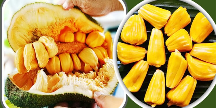 আজ কাঁঠাল খাওয়ার দিন