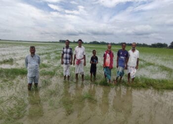 পাবনার গাজনার বিলে স্লুইসগেটের পানি ছাড়ায় তলিয়ে গেছে ২০০ বিঘা জমির আমন ধান; দিশেহারা কৃষক