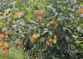 পাহাড়ের মাটিতে রাম্বুটান, সম্ভাবনার নতুন দিগন্ত
