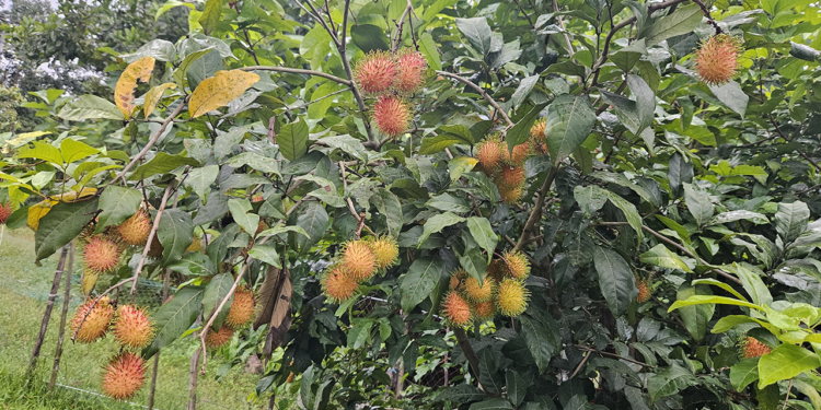 পাহাড়ের মাটিতে রাম্বুটান, সম্ভাবনার নতুন দিগন্ত