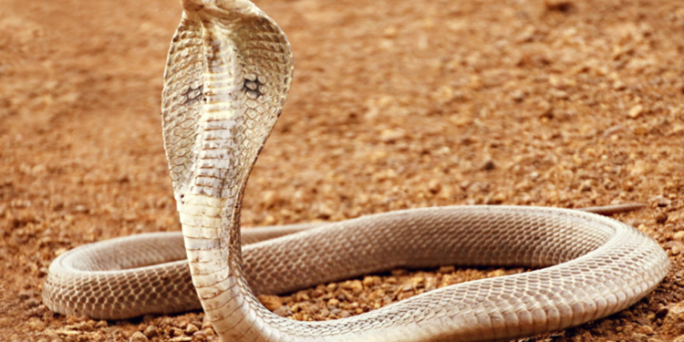 গোখরা সাপকে পোষ মানাতে গিয়ে প্রাণ গেল যুবকের