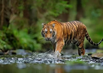 সুন্দরবনে বেড়েছে ১০ শতাংশ বাঘ