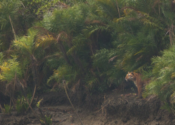 নিষেধাজ্ঞা শেষে খুলছে সুন্দরবনের দ্বার