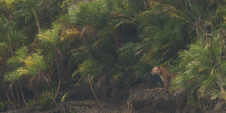 নিষেধাজ্ঞা শেষে খুলছে সুন্দরবনের দ্বার