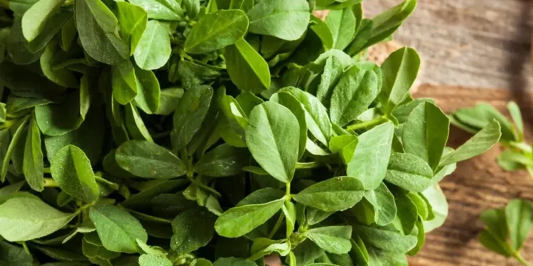 টক পালংশাকের উপকারিতা জানলে খাবেন প্রতিদিন