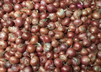 ভোমরা স্থলবন্দর দিয়ে ভারতীয় পেঁয়াজ আমদানি শুরু