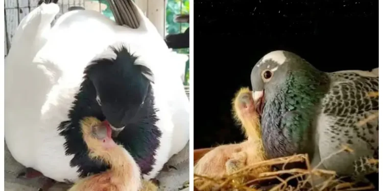 কবুতরও ‘দুধ’ দেয় কিন্তু কীভাবে