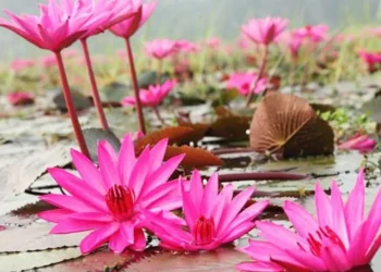 হারিয়ে যাচ্ছে জাতীয় ফুল শাপলা