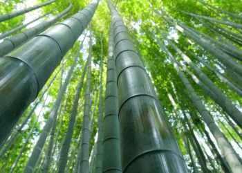 আজ বিশ্ব বাঁশ দিবস