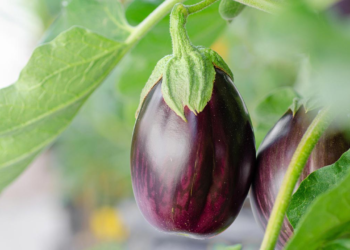 যে ৫ ধরনের ব্যক্তির জন্য বেগুন খাওয়া বিপজ্জনক