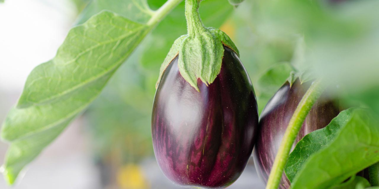যে ৫ ধরনের ব্যক্তির জন্য বেগুন খাওয়া বিপজ্জনক